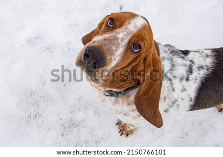 basset hound on a walk. basset hound on a walk in winter. basset hound close-up. a basset hound puppy. Royalty-Free Stock Photo #2150766101