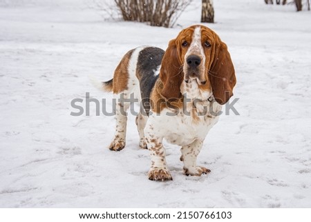 basset hound on a walk. basset hound on a walk in winter. basset hound close-up. a basset hound puppy. Royalty-Free Stock Photo #2150766103