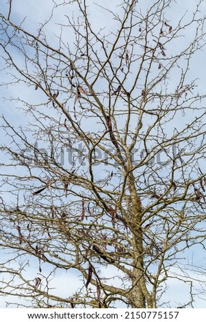 Gleditsia triacanthos. Acacia tree with pods and seeds three thorns.
