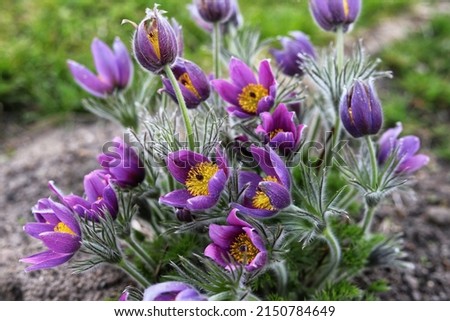 Pasque flower, beautiful spring flowers, Pulsatilla vulgaris. Royalty-Free Stock Photo #2150784649