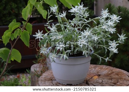 Blooming of Edelweiss flower with blue background. Leontopodium alpinum or Blossom of Snow
