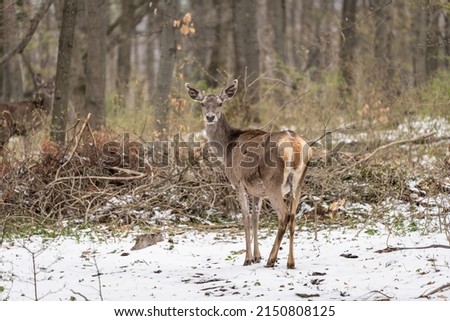 Deer standing in a forest at winter