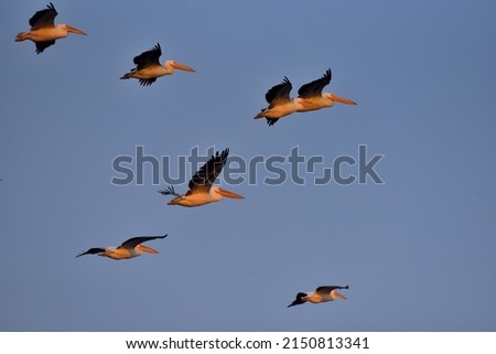 Pelican in group stock photo