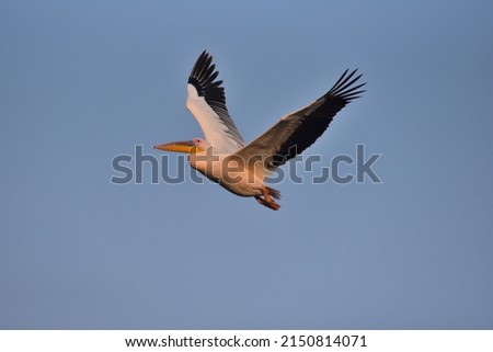 Great white pelican stock photo