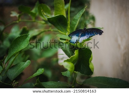 Butterfly at zoo on leaves