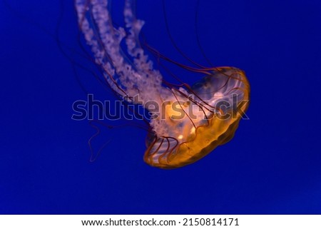 Jellyfish at zoo inside tank