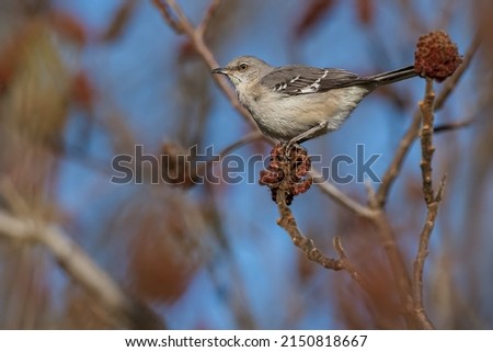 A Northern Mockingbird is perched on a Sumac berry bunch in the afternoon sun. Taylor Creek Park, Toronto, Ontario, Canada.