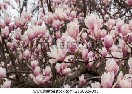 pink magnolia tree in bloom.