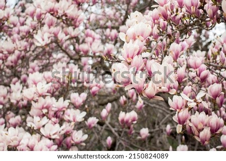 pink magnolia tree in bloom.