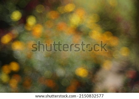 Abstract bokeh Yellow marigold bokeh blur used as a background.
