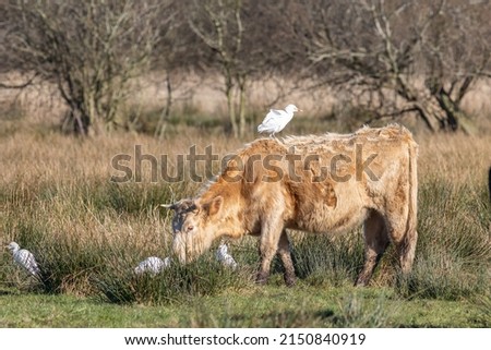 Western Cattle Egret, Bubulcus ibis, on a cow, Norfolk UK. White heron birds newly breeding in the UK. Wild cattle egret riding on the back of a cow grazing on long grass. Symbiosis in animals. Royalty-Free Stock Photo #2150840919