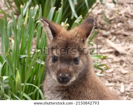 closeup of a sweet brown little kangaroo