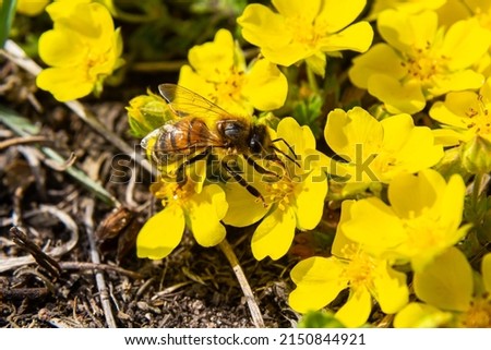 bee collects nectar from Potentilla arenaria, Tormentilla erecta, Potentilla laeta, Potentilla tormentilla, tormentil, septfoil, erect cinquefoil yellow small wildflowers melliferous plants.