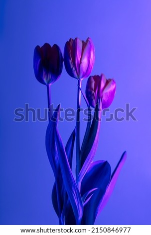 Gorgeous Stylish Photo of a Gentle Violet Tulips Bouquet isolated on Purple Blue Background. Fashion Still Life.