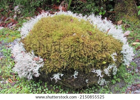 A closeup of Thuja occidentalis 'Golden Tuffet' with white foliage on the sides  Royalty-Free Stock Photo #2150855525