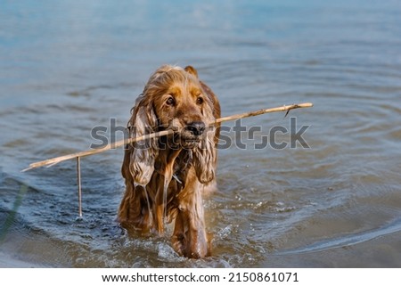dog red english cocker spaniel with a stick swims in a pond