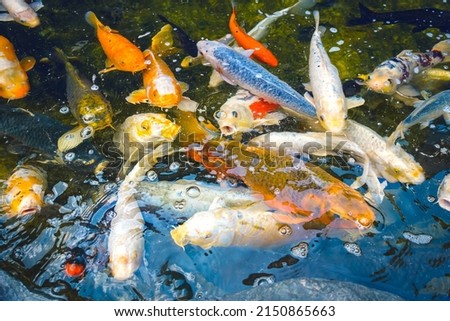 Decorative Japanese carps floating in a pond in the summer garden. Blurry image, selective focus.