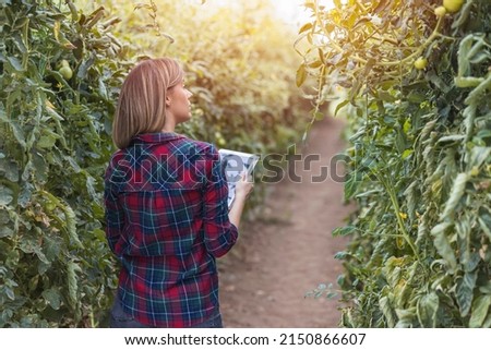 A research technician studies with a tablet. Dressed in office clothes, an shirt and an apron in the greenhouse. She turns her back on her and looks at the quality of the product.