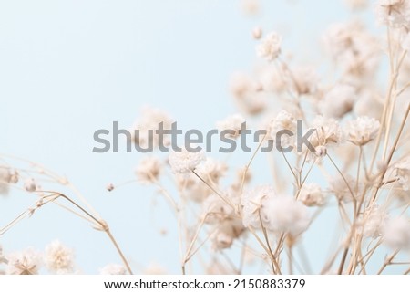 Gypsophila delicate romantic dry little white flowers on light blue background macro Royalty-Free Stock Photo #2150883379