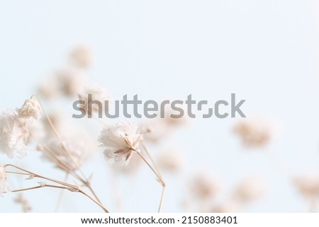 Gypsophila delicate romantic dry little white flowers wedding lovely bouquet on light blue background macro with place for invitation text Royalty-Free Stock Photo #2150883401