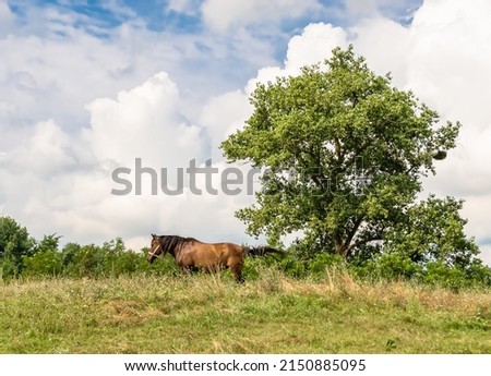 Beautiful wild brown horse stallion on summer flower meadow, equine eating green grass. Horse stallion with long mane portrait in standing position. Equine stallion outdoors, big horse equines. Royalty-Free Stock Photo #2150885095
