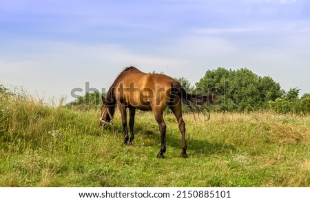 Beautiful wild brown horse stallion on summer flower meadow, equine eating green grass. Horse stallion with long mane portrait in standing position. Equine stallion outdoors, big horse equines. Royalty-Free Stock Photo #2150885101