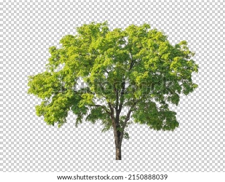 Tree on transparent picture background with clipping path, single tree with clipping path and alpha channel Royalty-Free Stock Photo #2150888039