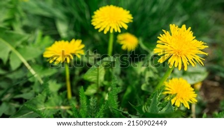 Yellow dandelion flowers with green leaves blurred background