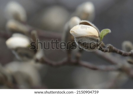 A closeup shot of the Magnolia flower on a blurred background