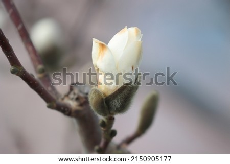 A closeup shot of the Magnolia flower on a blurred background