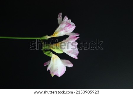 The vertical  close-up shot of Freesia isolated on a black background