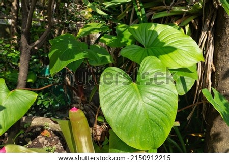 Homalomena rubescens. the shape of the leaves resembles the image of a heart with another plant leaves background and exposed to morning sun light.