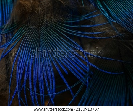 India, 28 April, 2022 : Closeup of peacock feather, Peafowl feather, Peacock feather, Bird feather, Abstract background, Colorful background.
