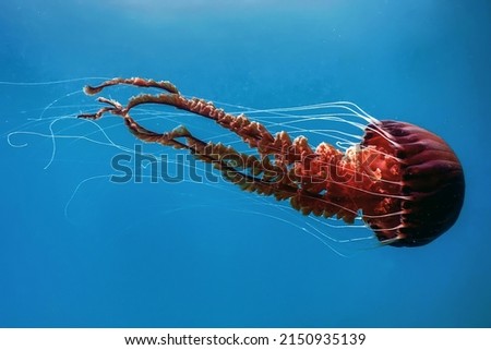 Red jellyfish dancing in the blue ocean water, compass jellyfish, wildlife Royalty-Free Stock Photo #2150935139