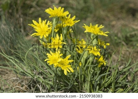 A close-up of yellow flowers in garden (Tragopogon pratensis) Royalty-Free Stock Photo #2150938383