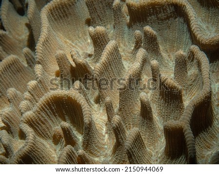 Solid coral details, macro shot. Closeup photo of coral reef underwater life perfect for texture, monitor screen background or science background