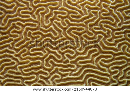 Hard coral detail, leaf coral - crustacea macro picture. Coral reef underwater life close-up photography, perfect for texture or scientific background.