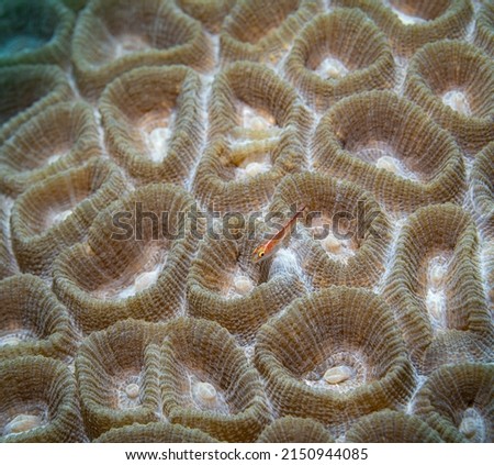 Hard coral detail, leaf coral - crustacea macro picture. Coral reef underwater life close-up photography, perfect for texture or scientific background.