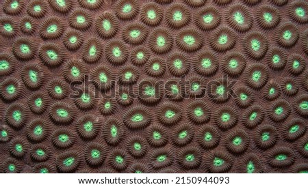Detail of hard coral in brown. Closeup photo of the underwater life of a coral reef, perfect for texture or science background