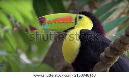 colourful tropical toucan bird in jungle