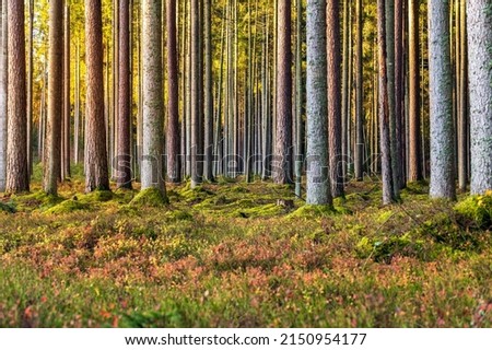 Beautiful sunny morning in pine trees forest.