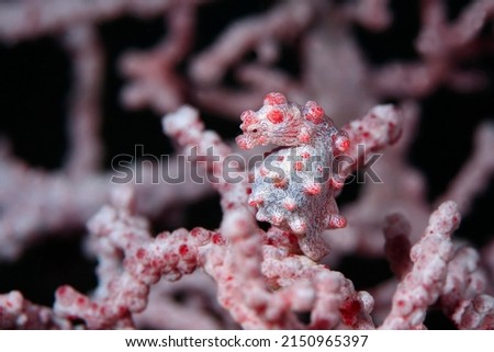 Red Hippocampus bargibanti  known as  Pygmy seahorse Royalty-Free Stock Photo #2150965397