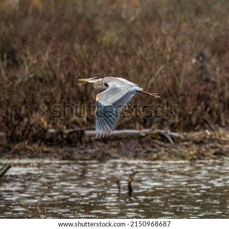 A blue heron flying over the water in the forest on a blurry background