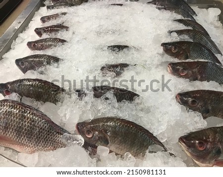 Frozen sea bass for sale
