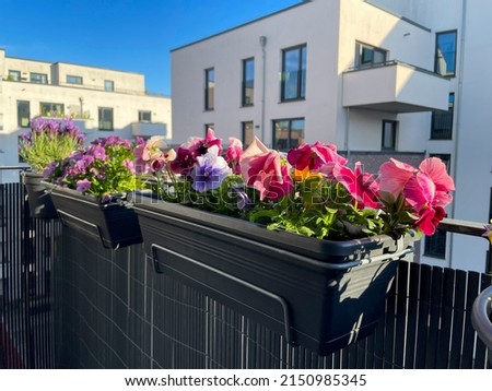 Decorative balcony Viola Cornuta pansies flowers in vibrant pink purple color in decorative flower pots hanging on balcony terrace fence close up, urban balcony garden with colorful flowers