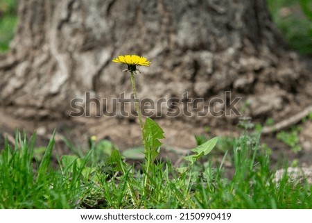 One yellow dandelion against the background of a tree trunk close-up