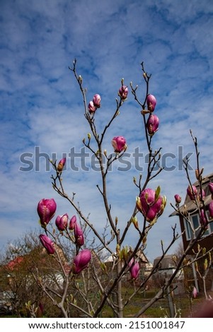 shaggy buds and blooming magnolia flowers close-up, with selective focus
