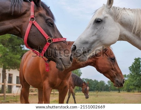 Horse picture, elegant and beautiful 
 young animals  living on the farm