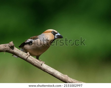 A common grosbeak- cute small bird in its environment in wildlife