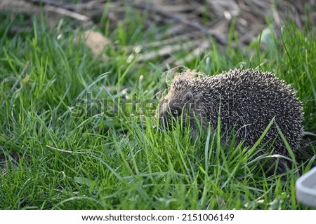 a small spiny hedgehog hides among the green grass